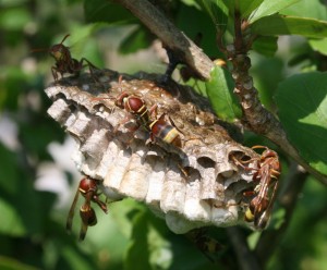 Wasps on guard