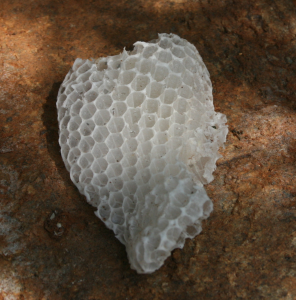 Typical small comb of 